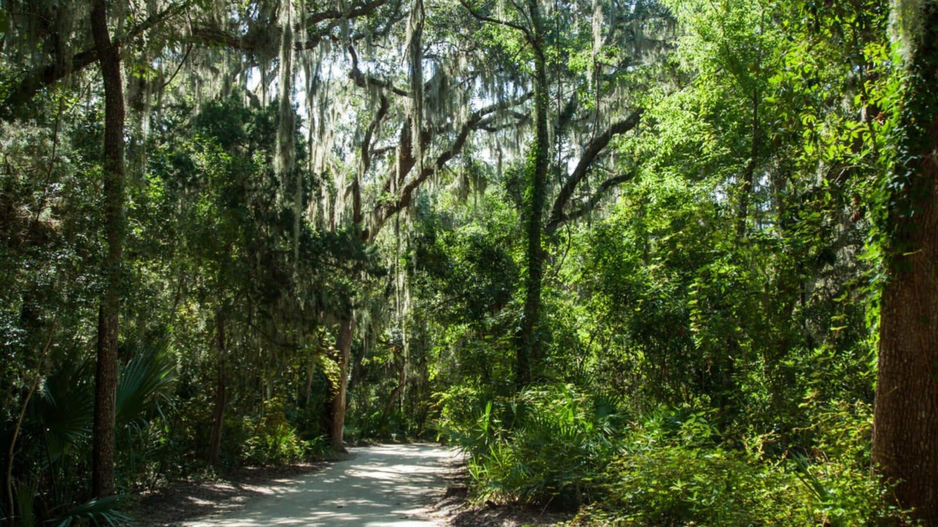 A Nature Lover’s Guide to Amelia Island: Trails, Wildlife & Secret Spots