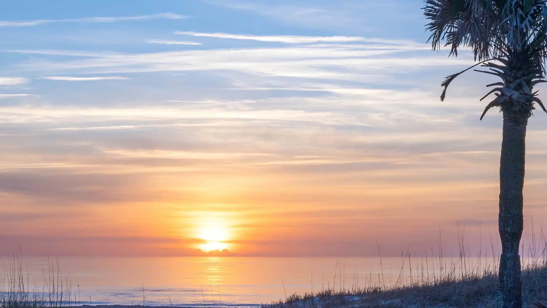 Palm tree in the sand near a beach with the setting sun in the background