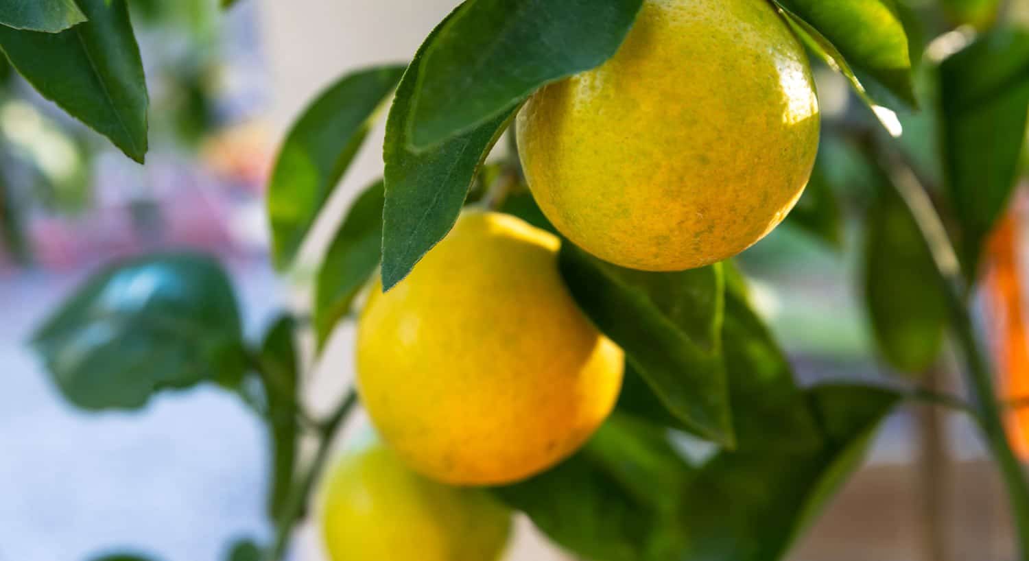 Close up view of three yellow lemons